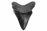 Serrated, Juvenile Megalodon Tooth - South Carolina #370297-1